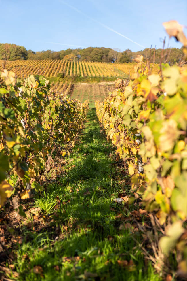 Champagner trinken in der Champagne