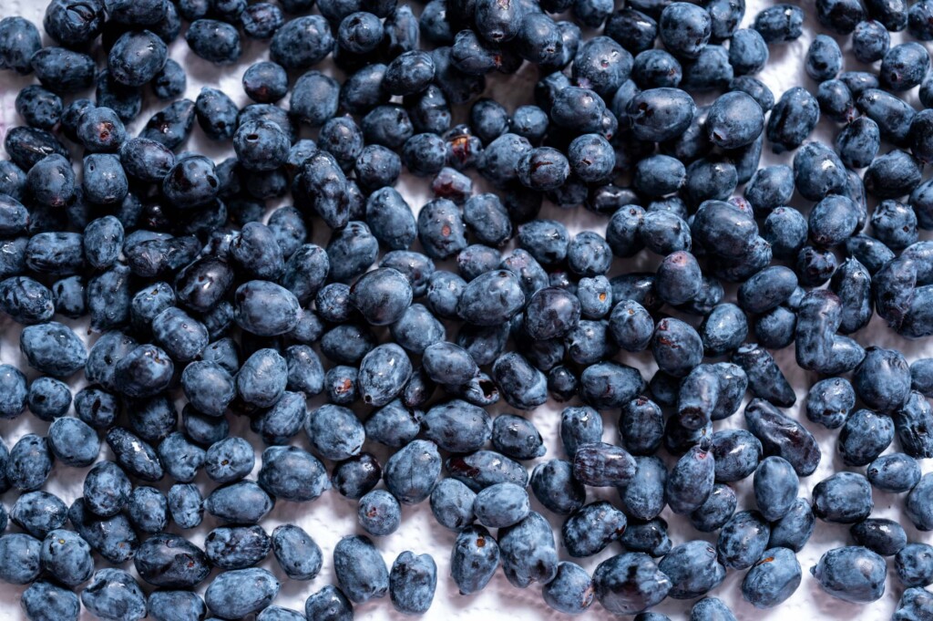 frische Haskap-Beeren
